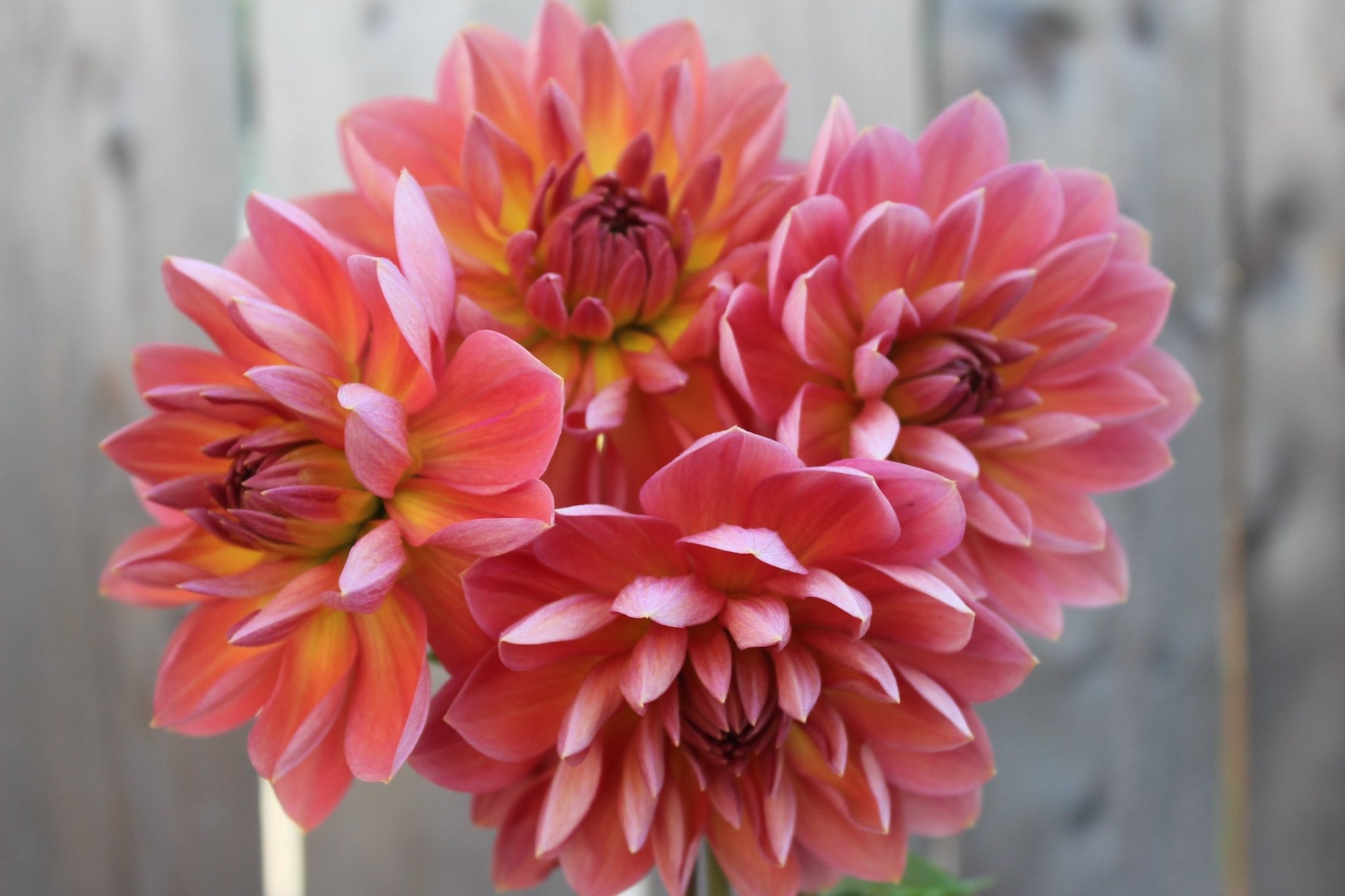 Holly Hill Daydream - Freese Flower Farm