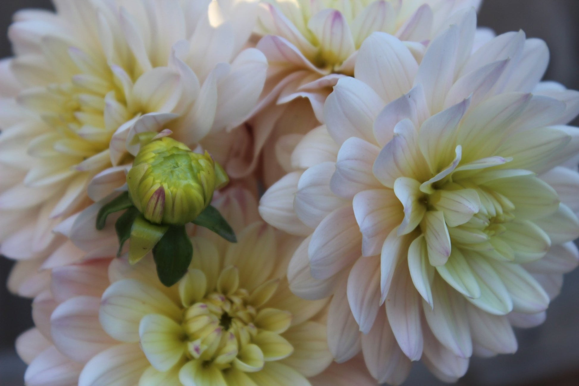 Diana's Memory - Freese Flower Farm