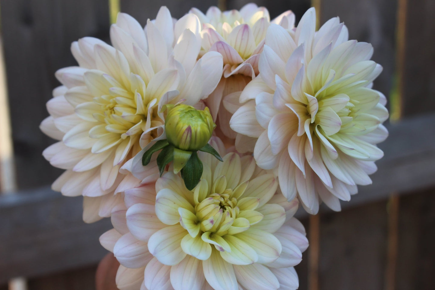 Diana's Memory - Freese Flower Farm