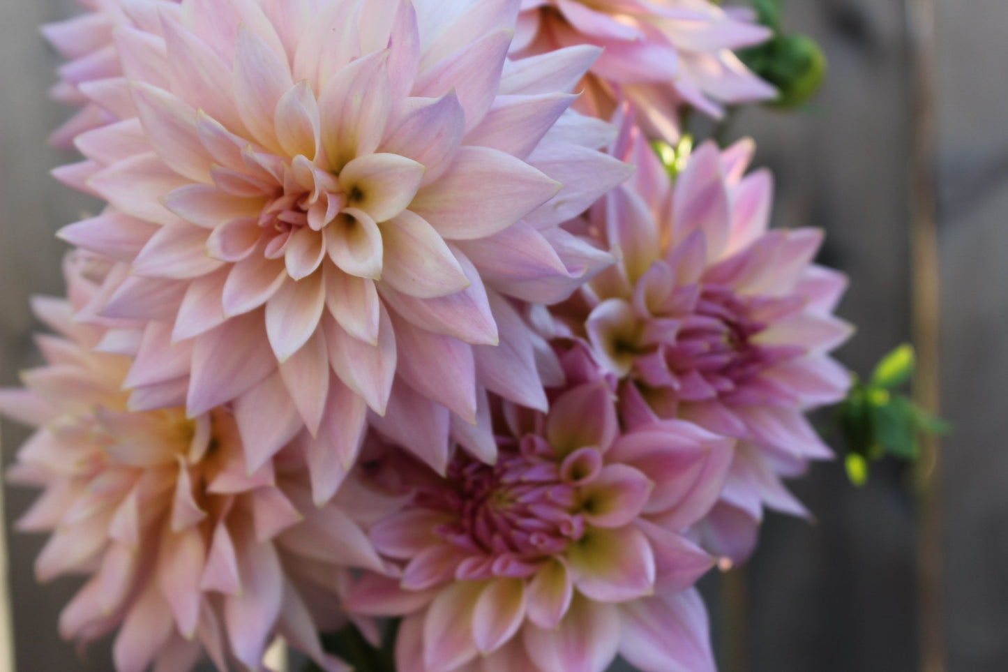 Lee's Grand Budapest - Freese Flower Farm