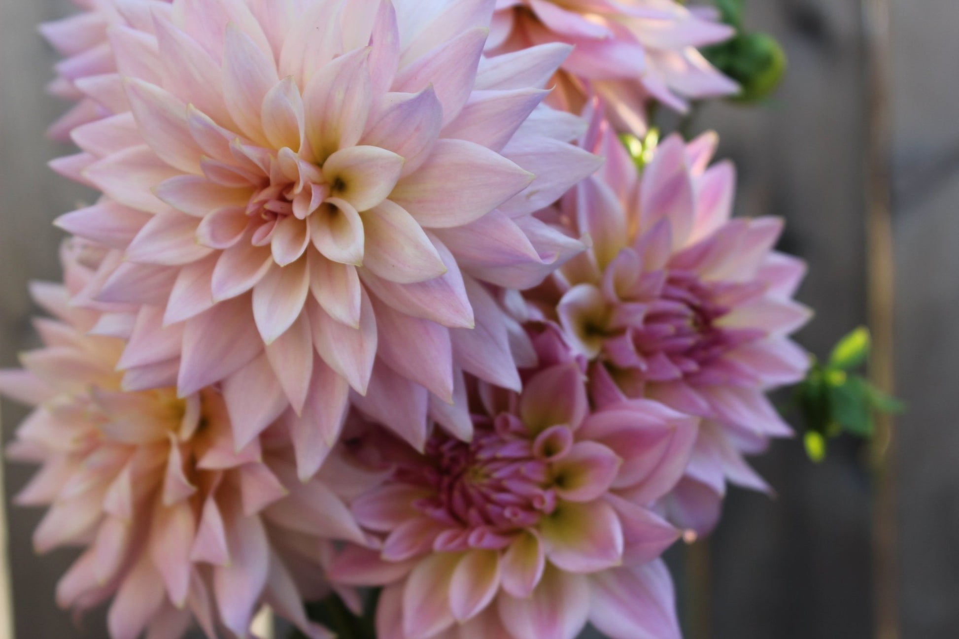 Lee's Grand Budapest - Freese Flower Farm