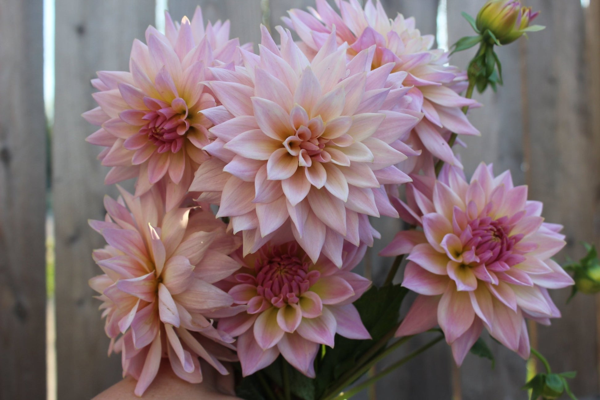 Lee's Grand Budapest - Freese Flower Farm