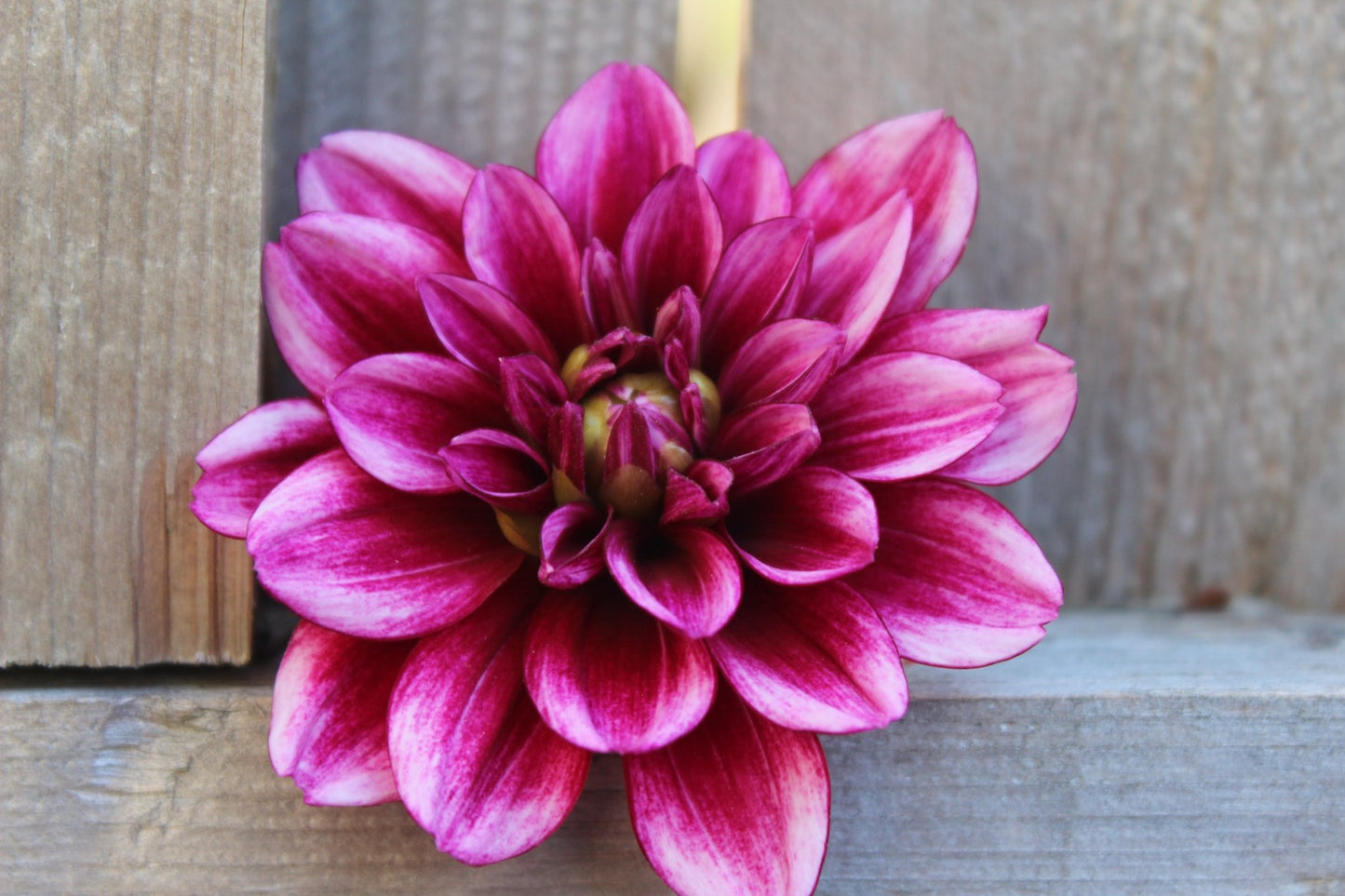 Asphasia - Freese Flower Farm