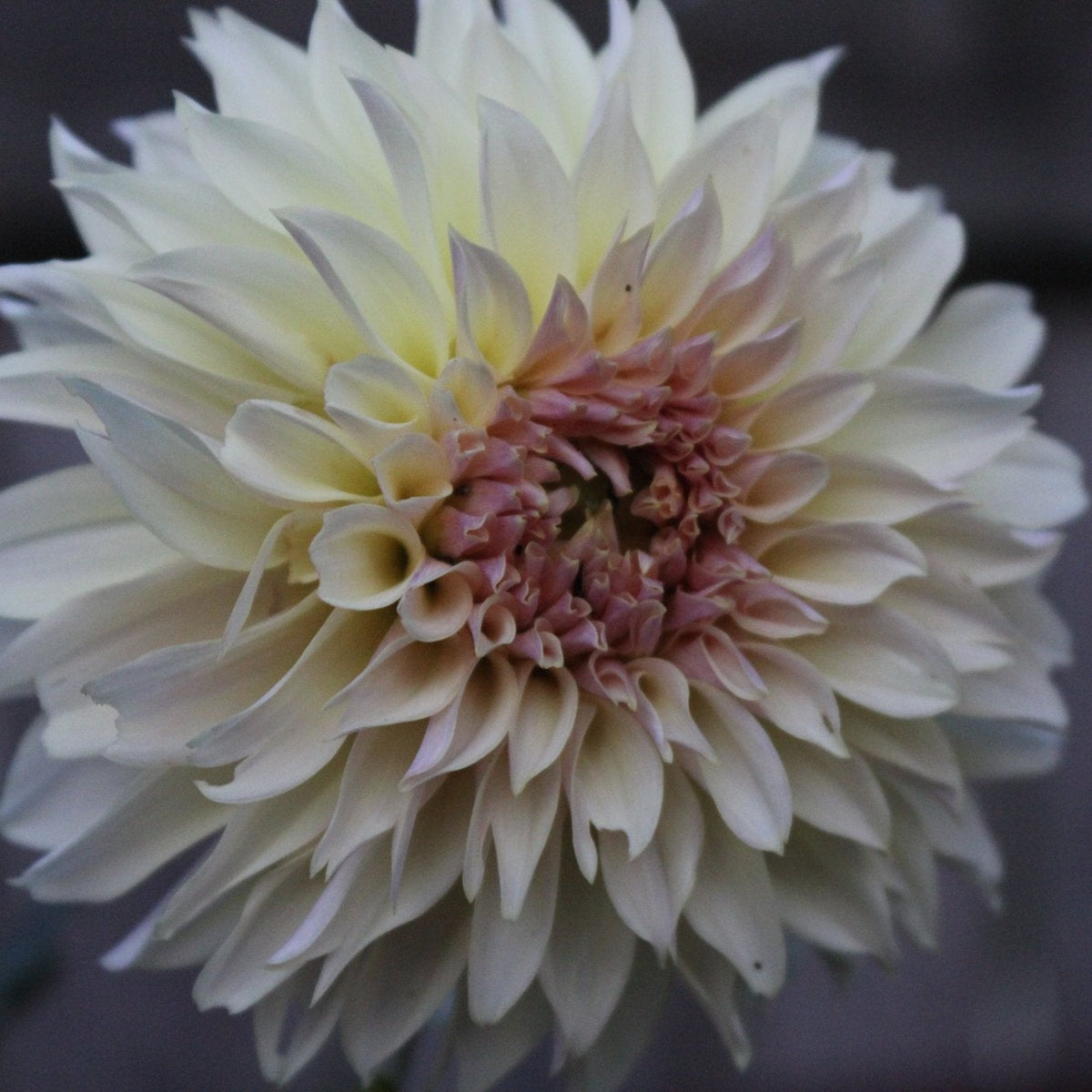 KA's® Champagne - Freese Flower Farm