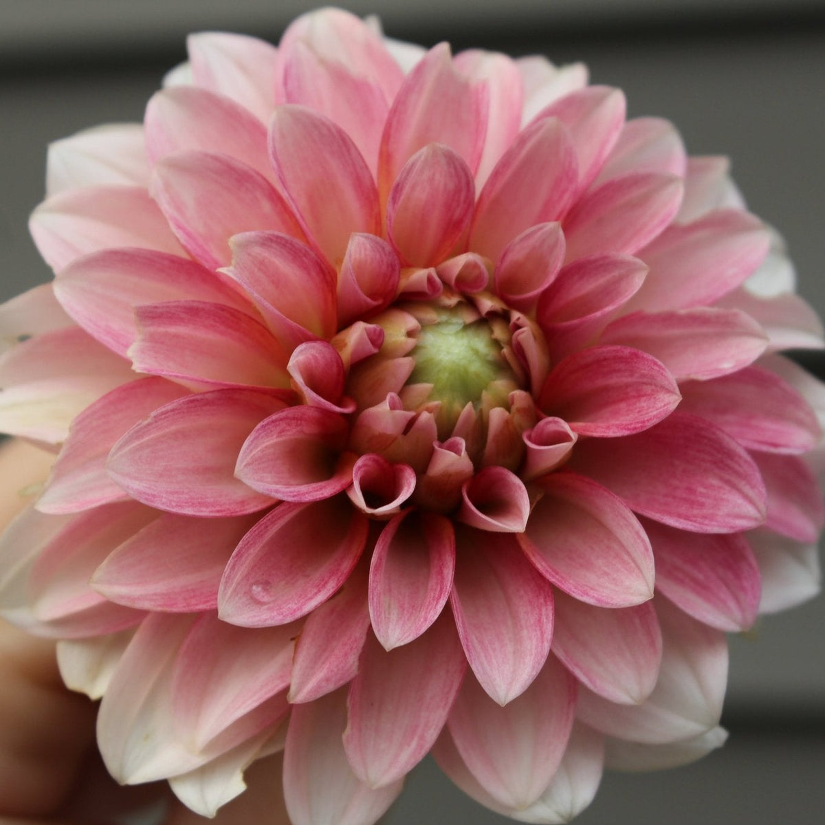 KA's® Mocha Jo - Freese Flower Farm