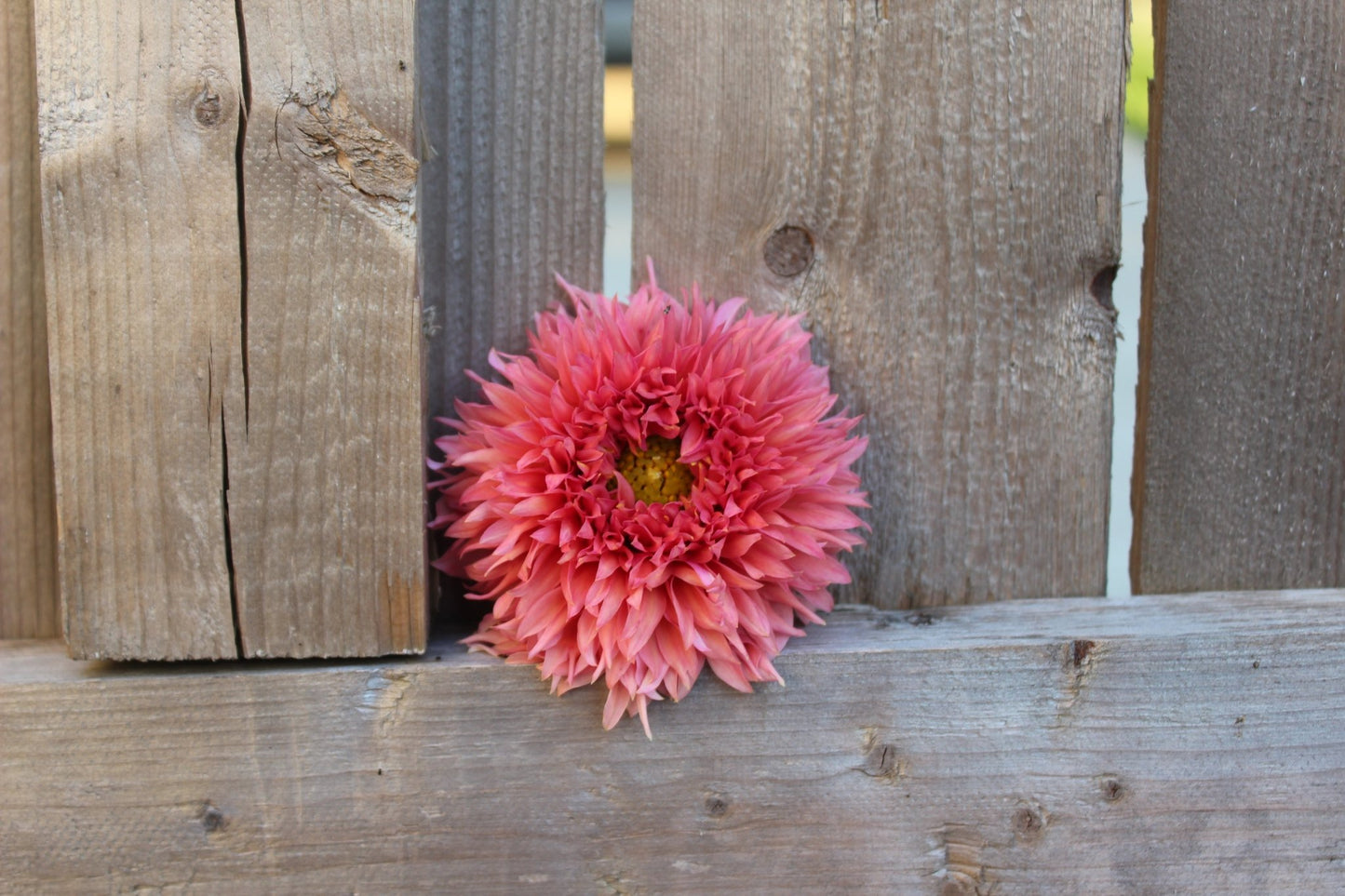 Lee's Strawberry Fizz - Freese Flower Farm