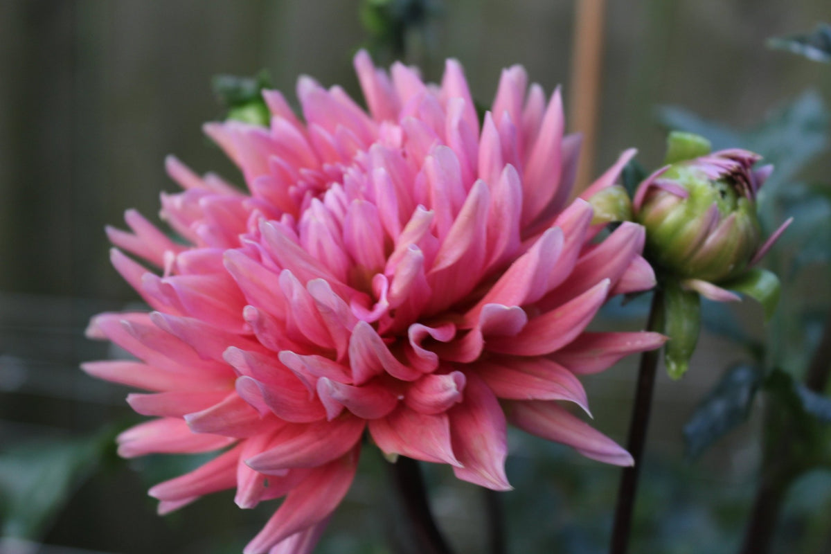 Madeline - Freese Flower Farm