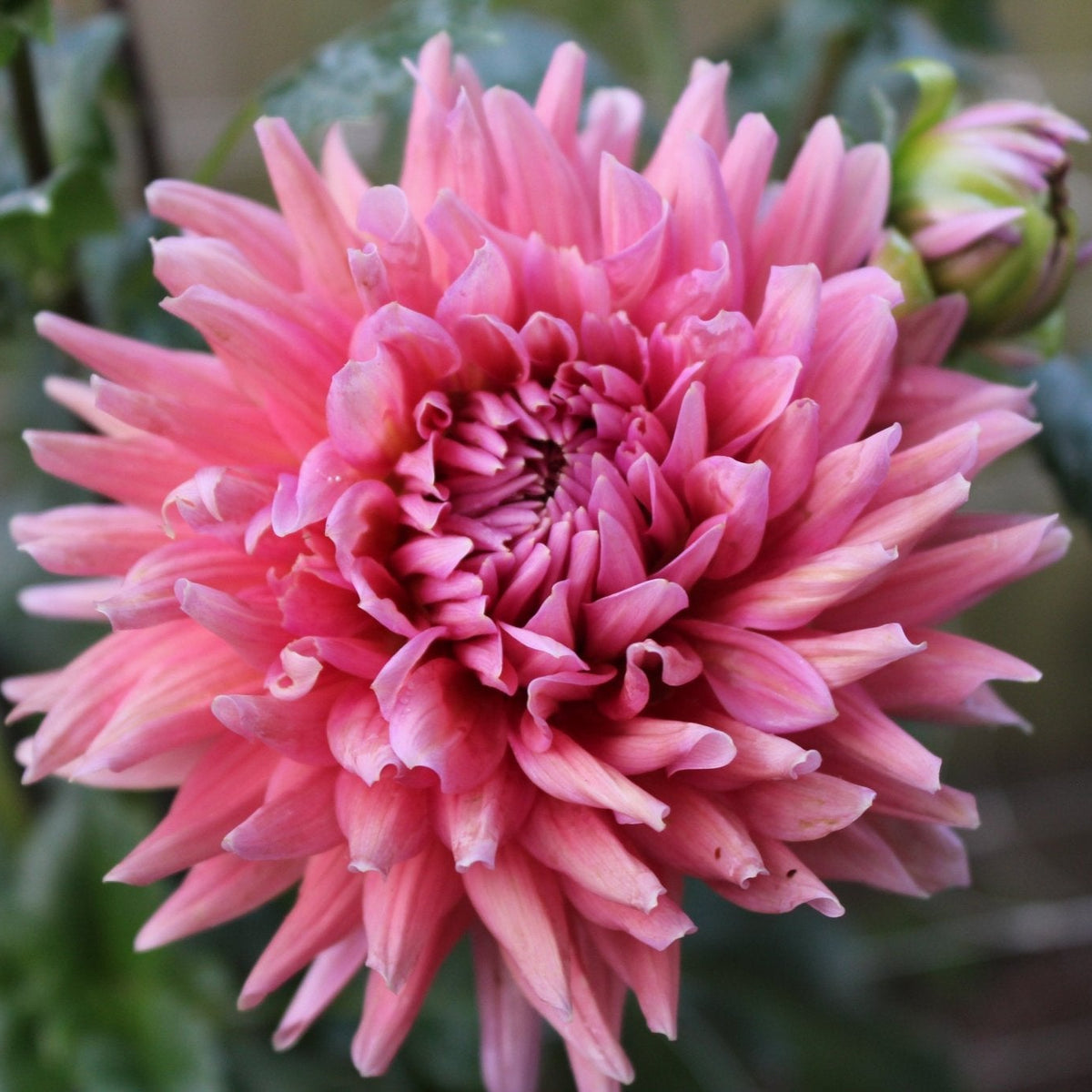 Madeline - Freese Flower Farm