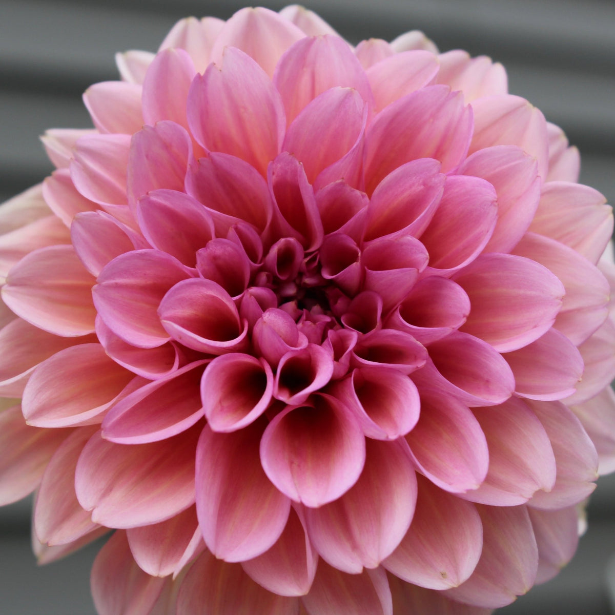 RM Mauvelous - Freese Flower Farm