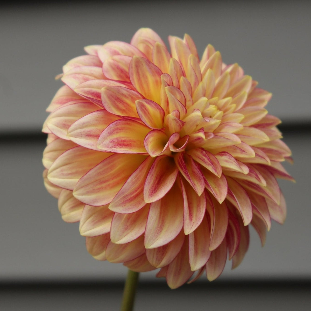 RM Raspberry Twinkle - Freese Flower Farm