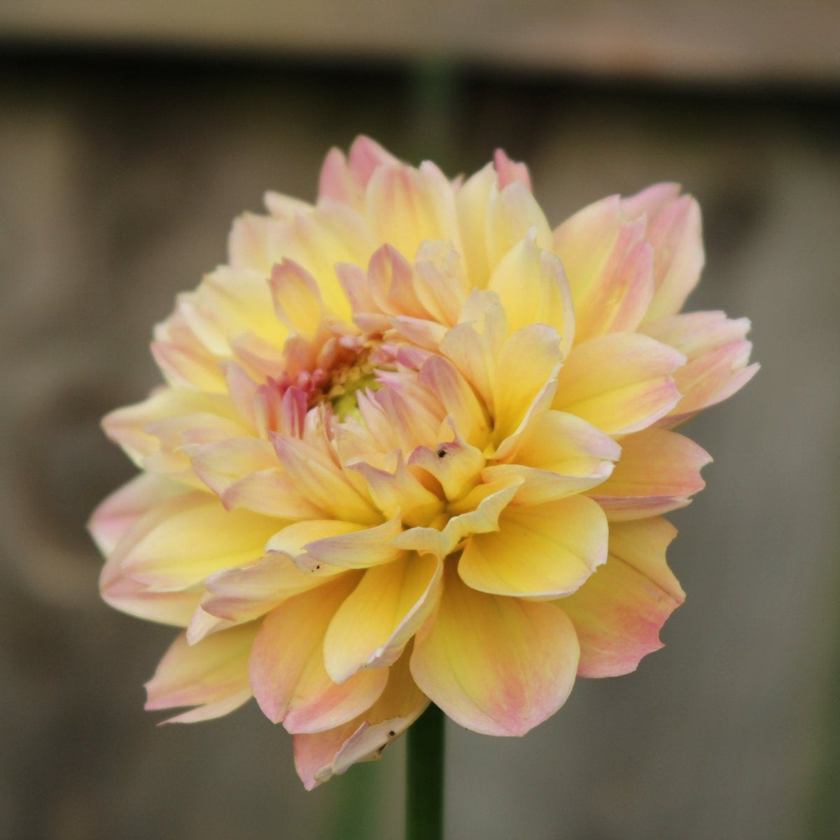 Roga - Freese Flower Farm