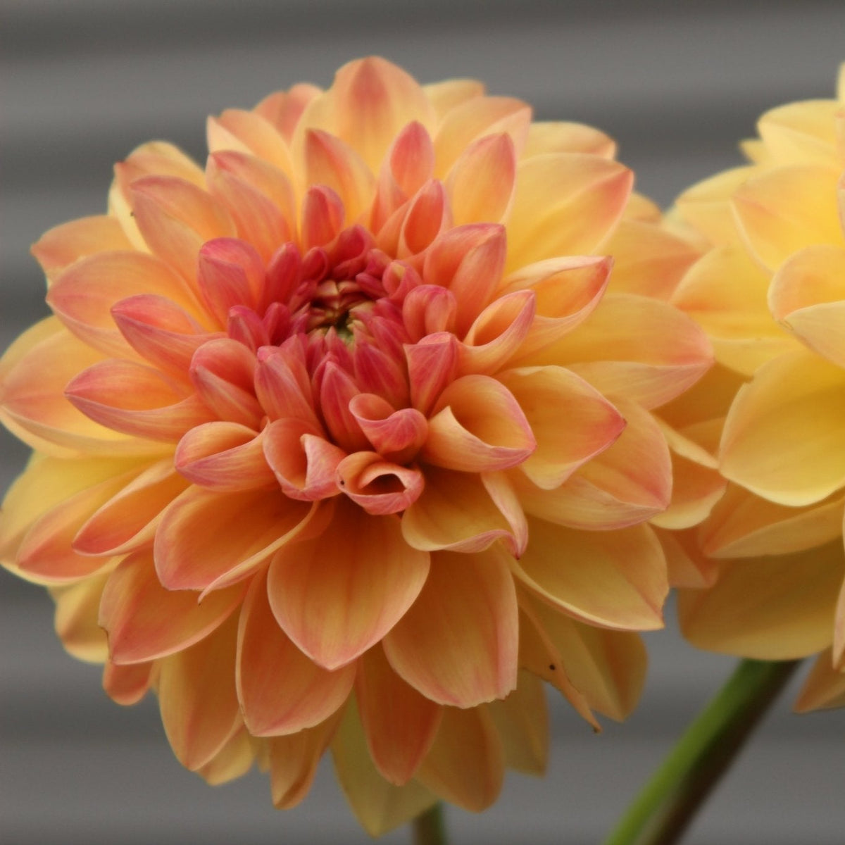 Skeen Sugar Pie - Freese Flower Farm