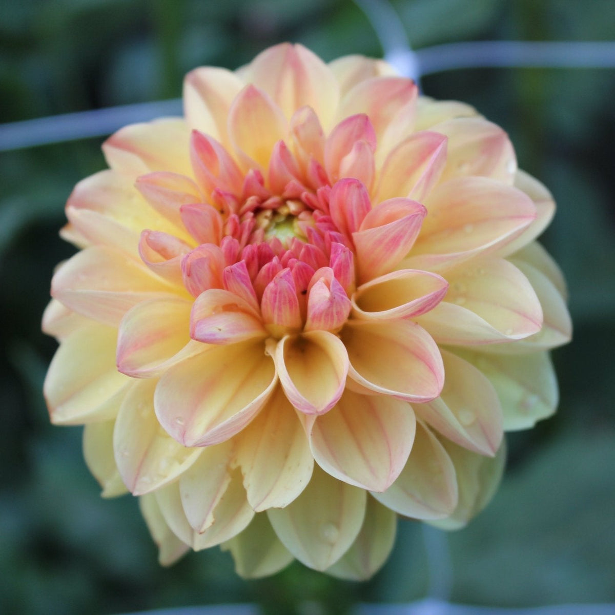 Skeen Sugar Pie - Freese Flower Farm
