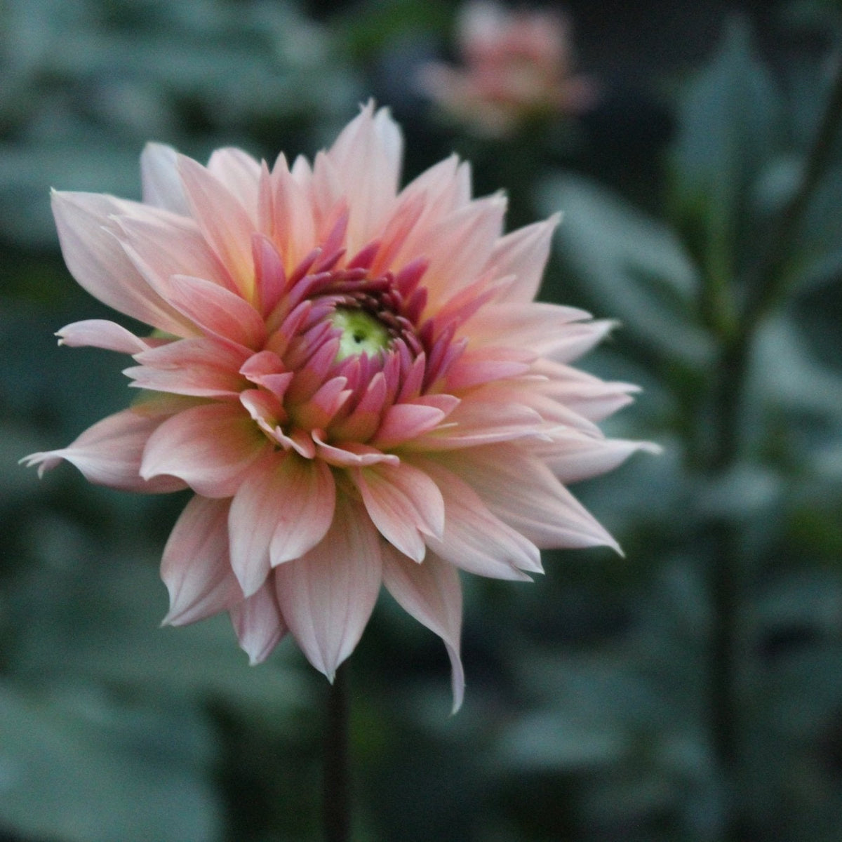 Smashing Pretty Pia - Freese Flower Farm
