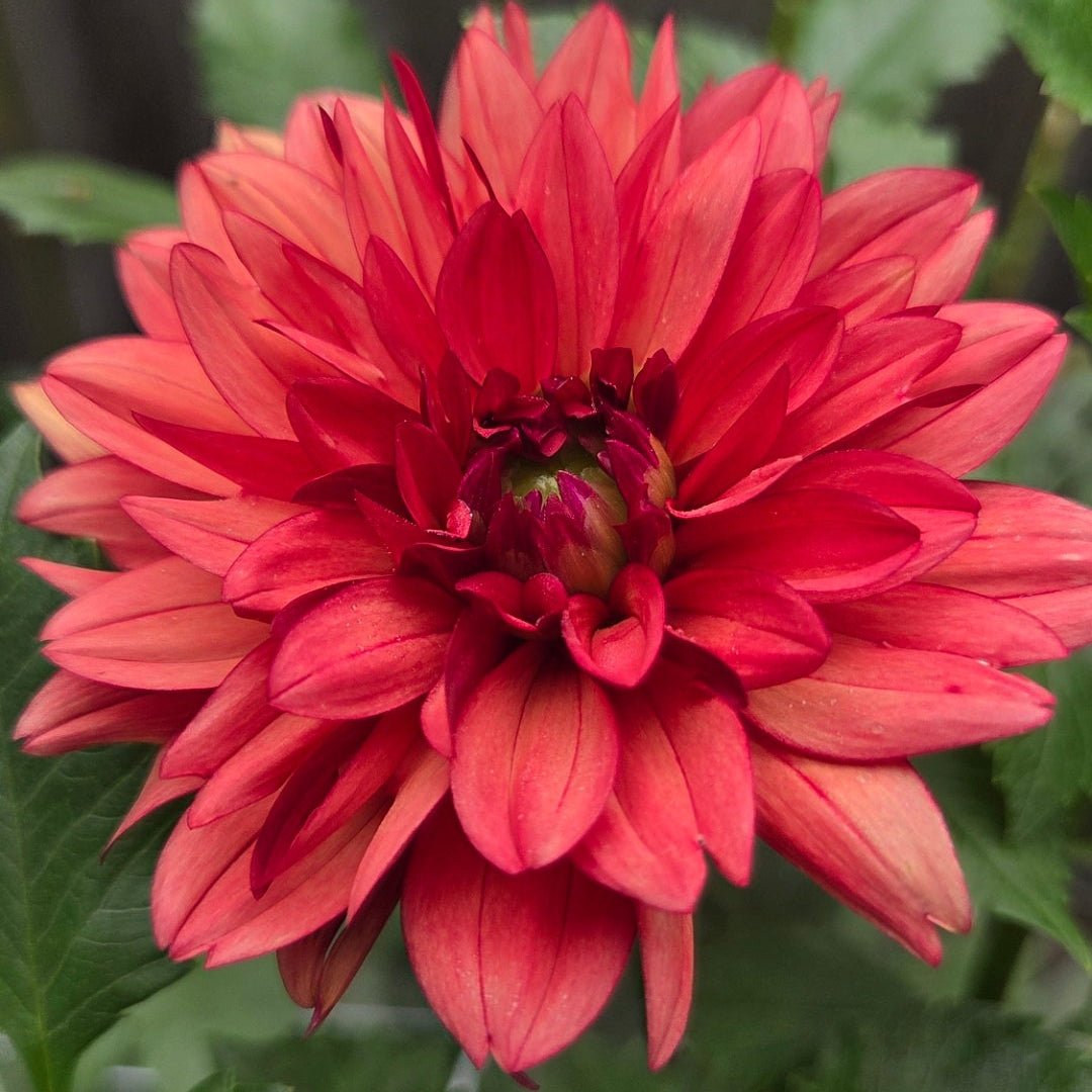 Misses Miley - Freese Flower Farm