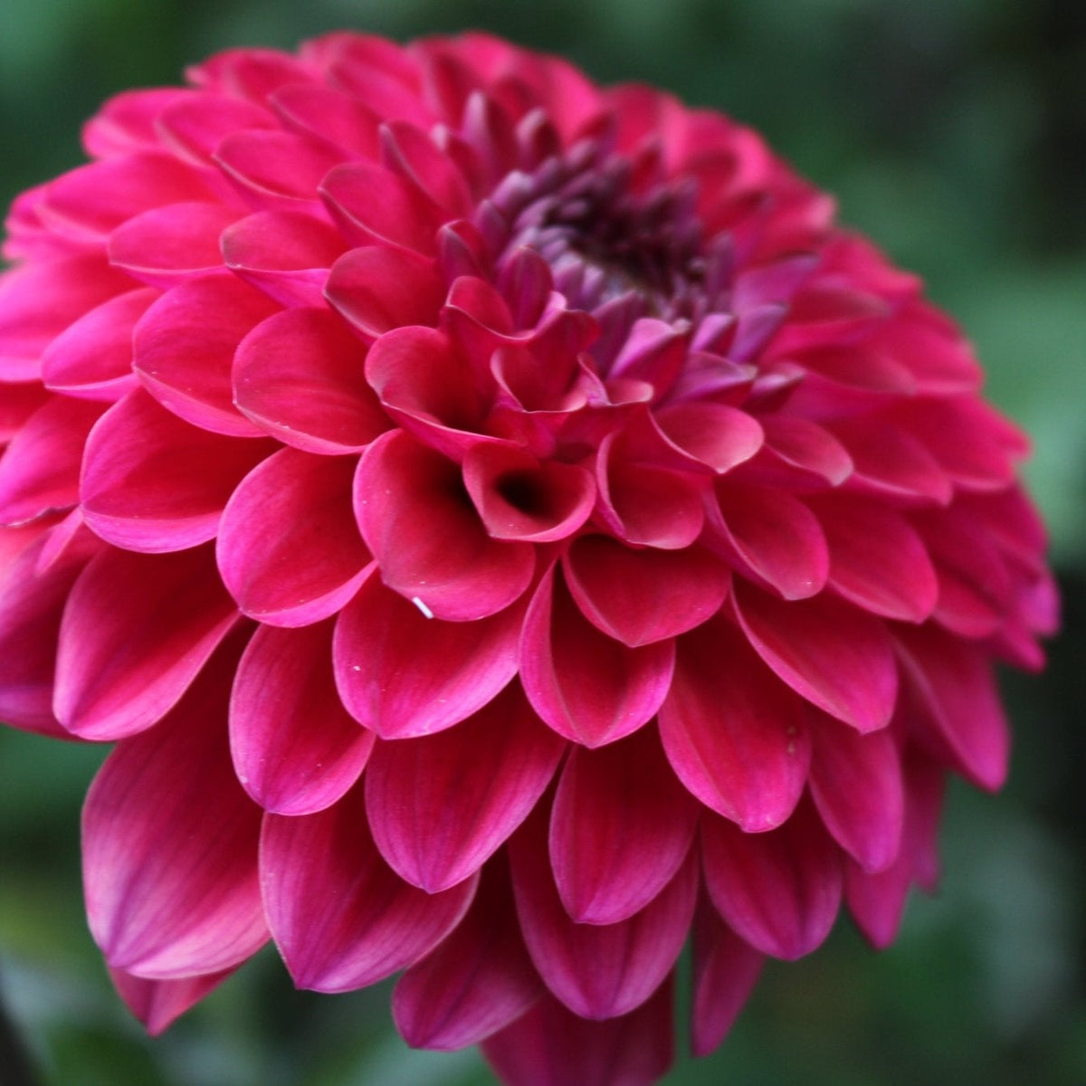Tirza - Freese Flower Farm