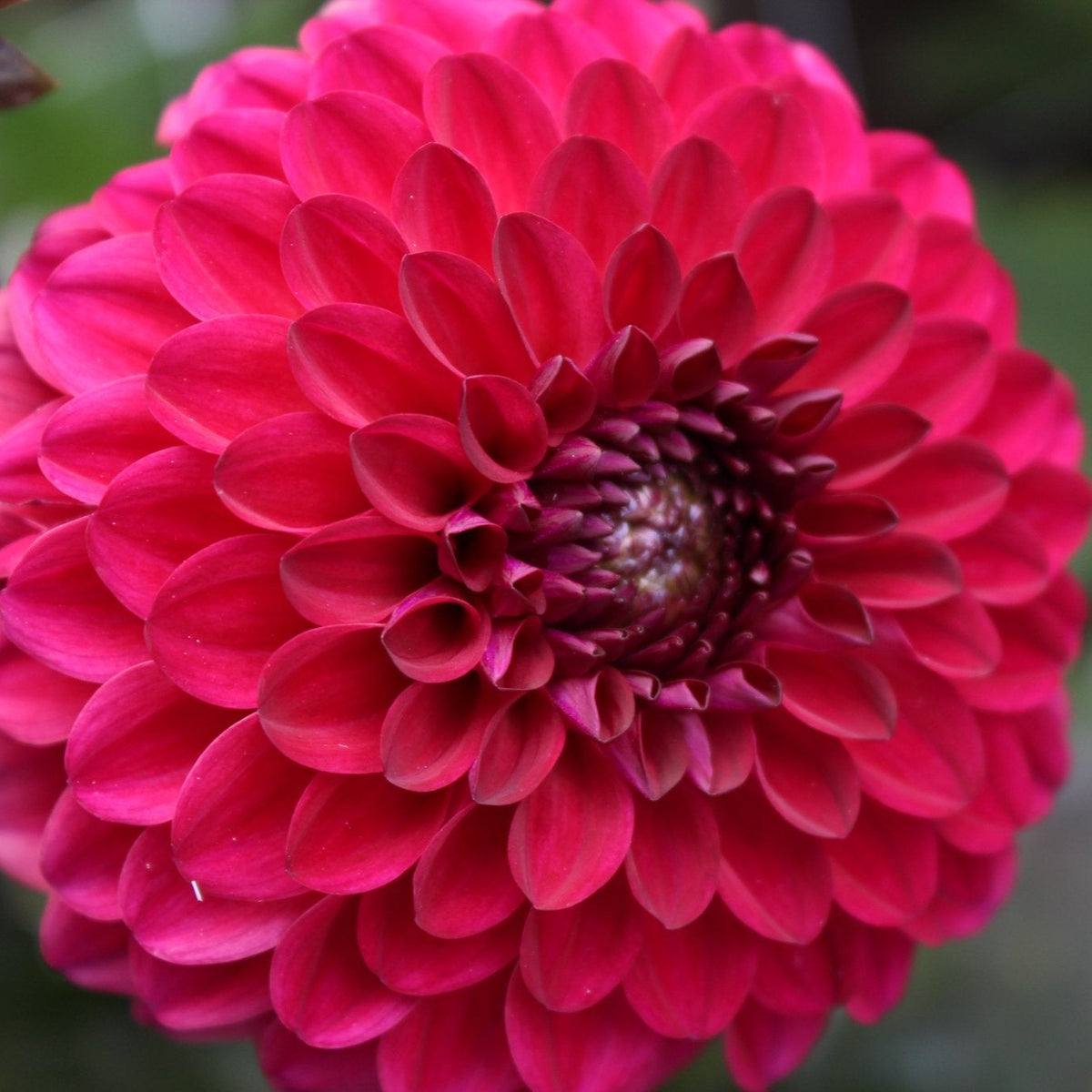 Tirza - Freese Flower Farm