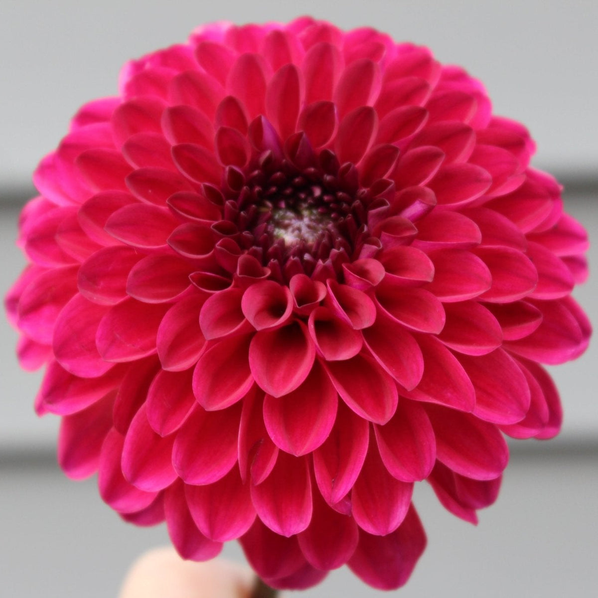 Tirza - Freese Flower Farm