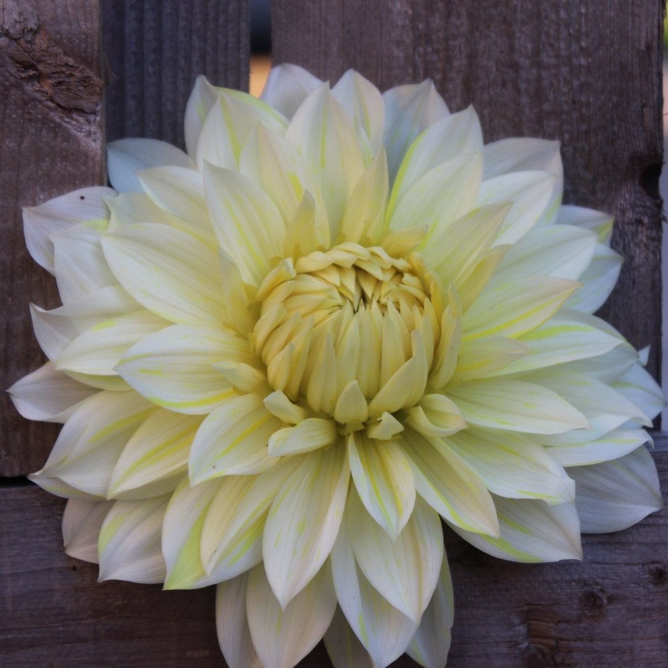 La Luna - Freese Flower Farm