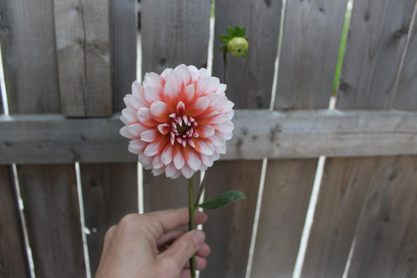 Ala Mode - Freese Flower Farm