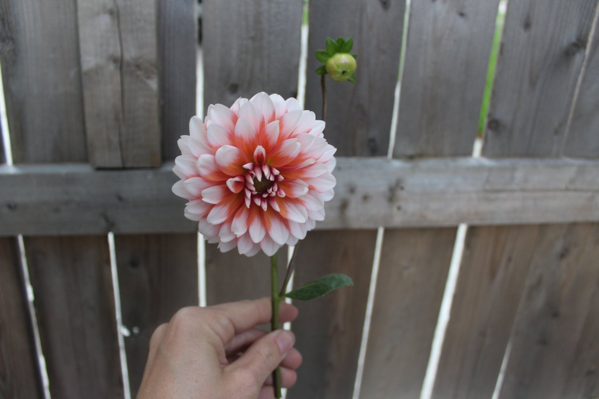 Ala Mode - Freese Flower Farm