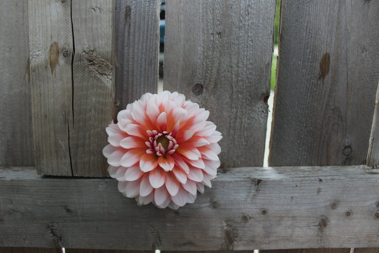 Ala Mode - Freese Flower Farm