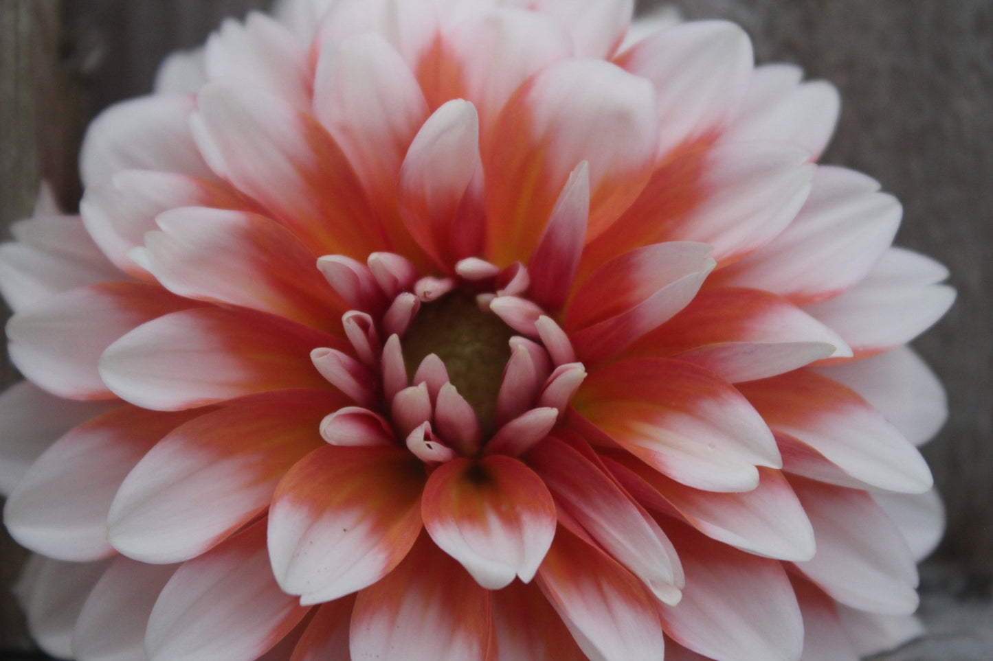 Ala Mode - Freese Flower Farm