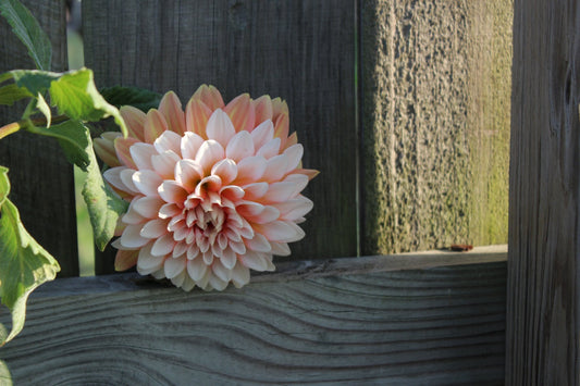 Ala Mode - Freese Flower Farm