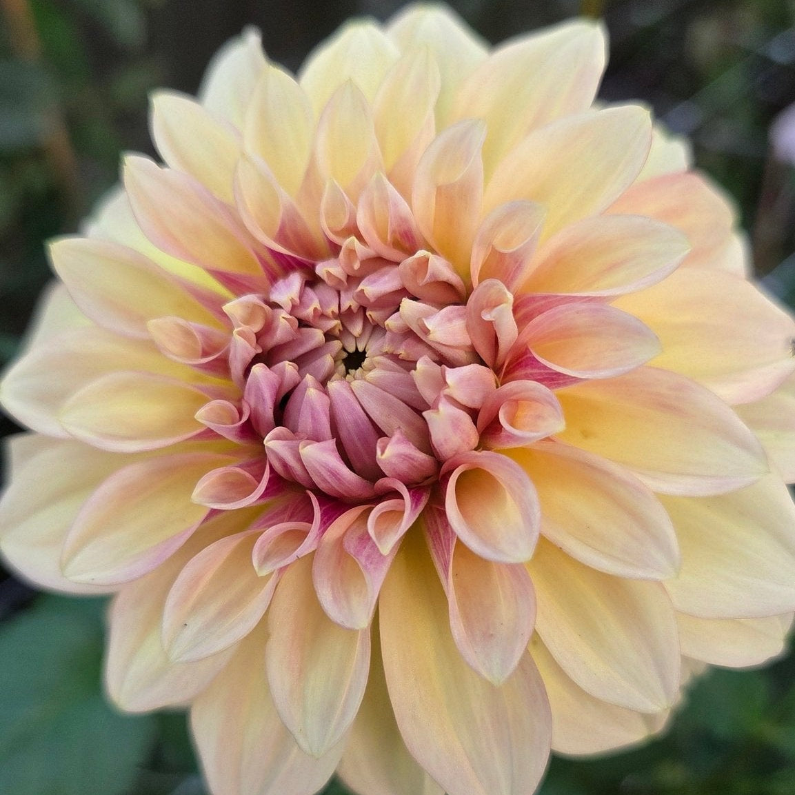 Alloway Cottage - Freese Flower Farm