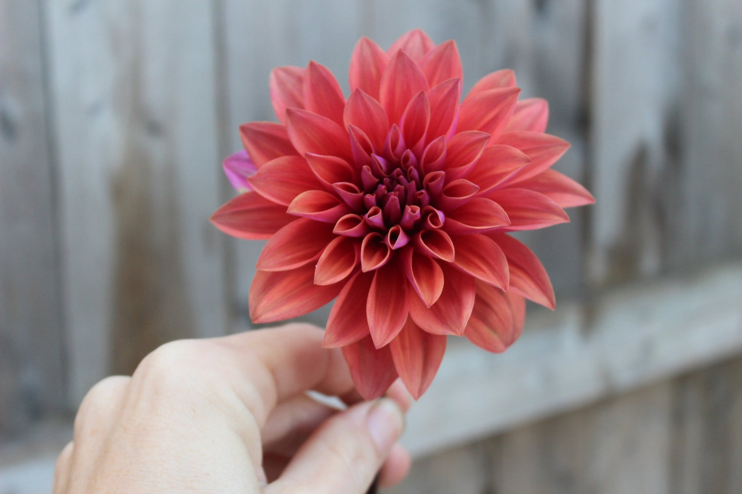 American Dawn - Freese Flower Farm