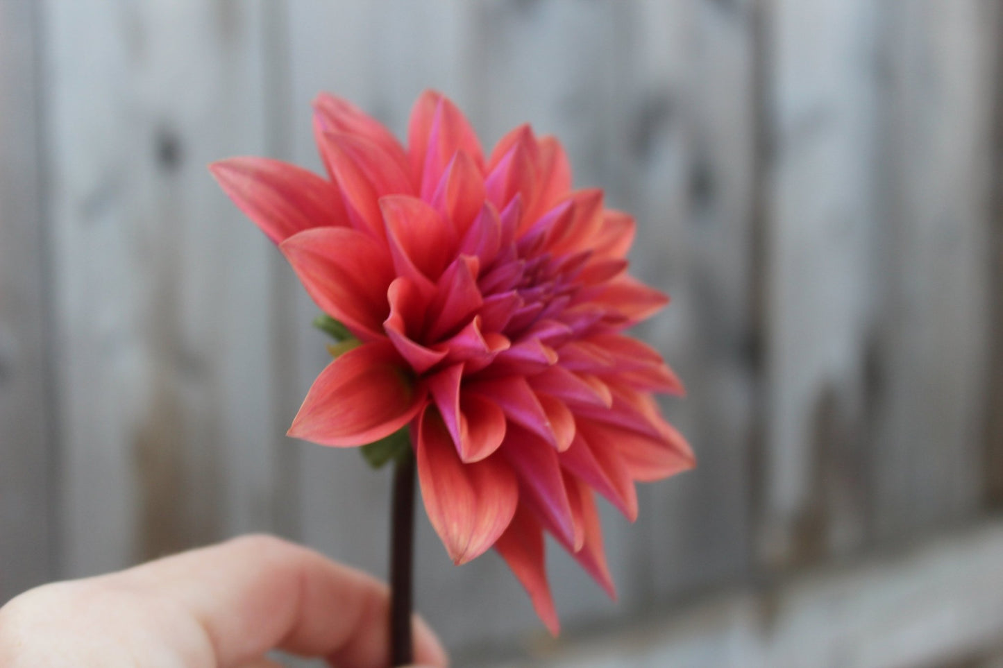 American Dawn - Freese Flower Farm