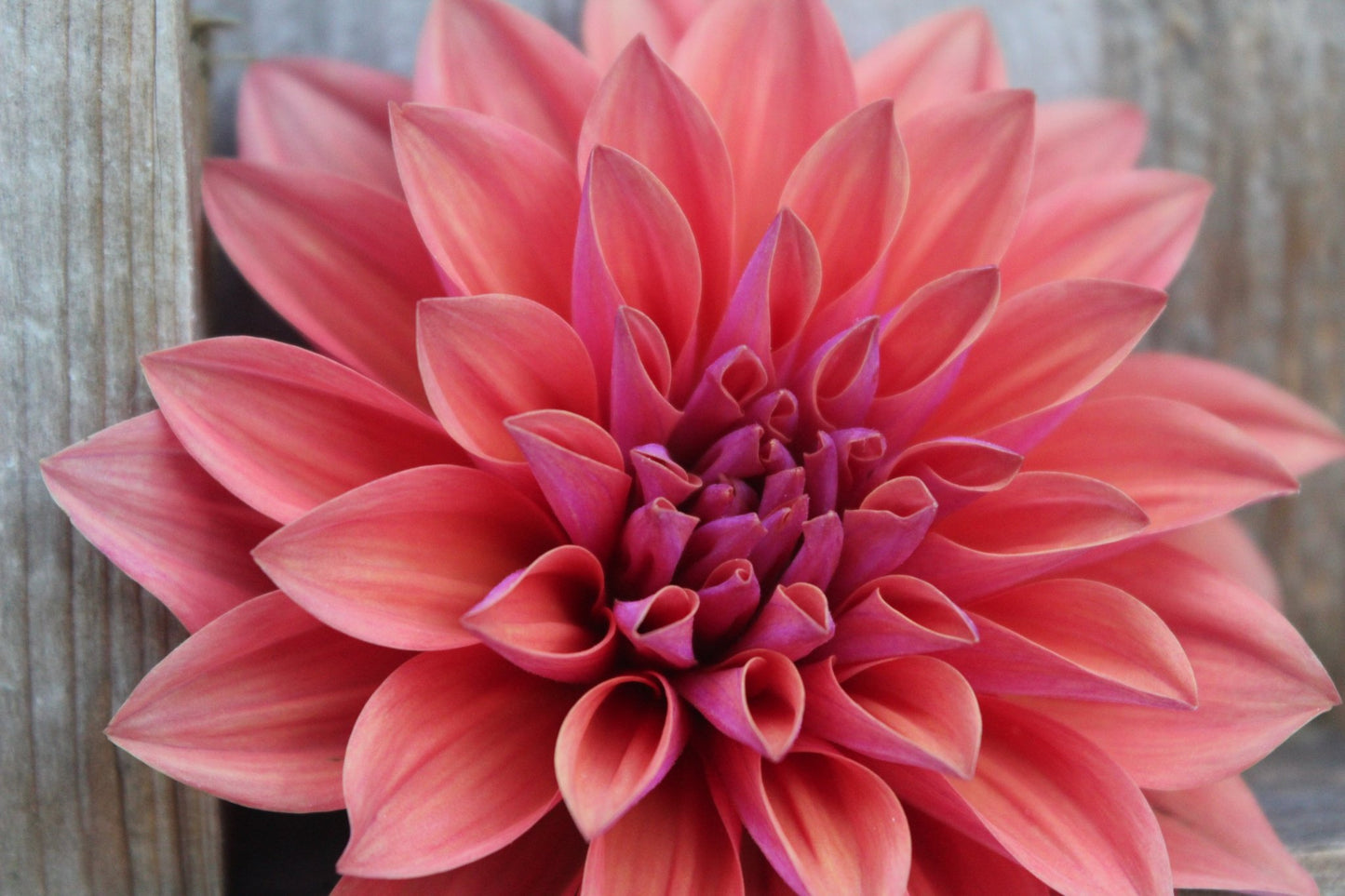 American Dawn - Freese Flower Farm