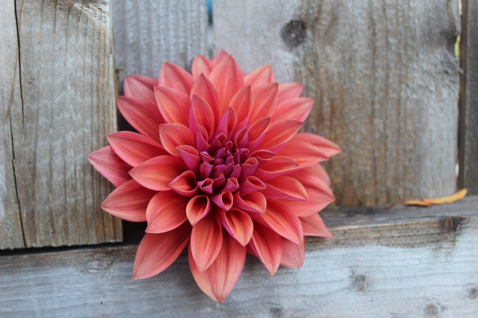 American Dawn - Freese Flower Farm