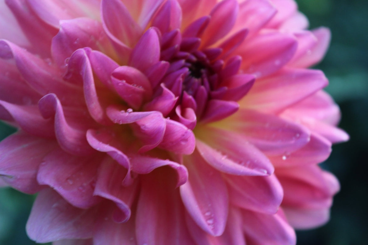 Annie Bananie - Freese Flower Farm