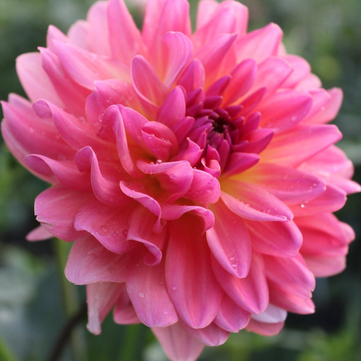 Annie Bananie - Freese Flower Farm