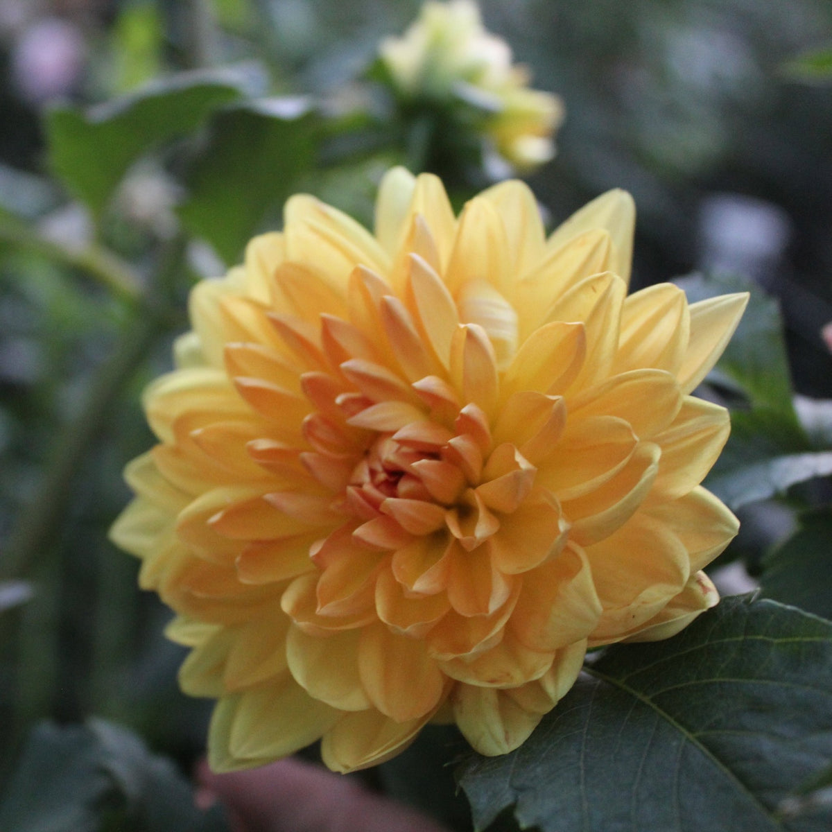 Dahlia seeds, Arctic Gold - Freese Flower Farm