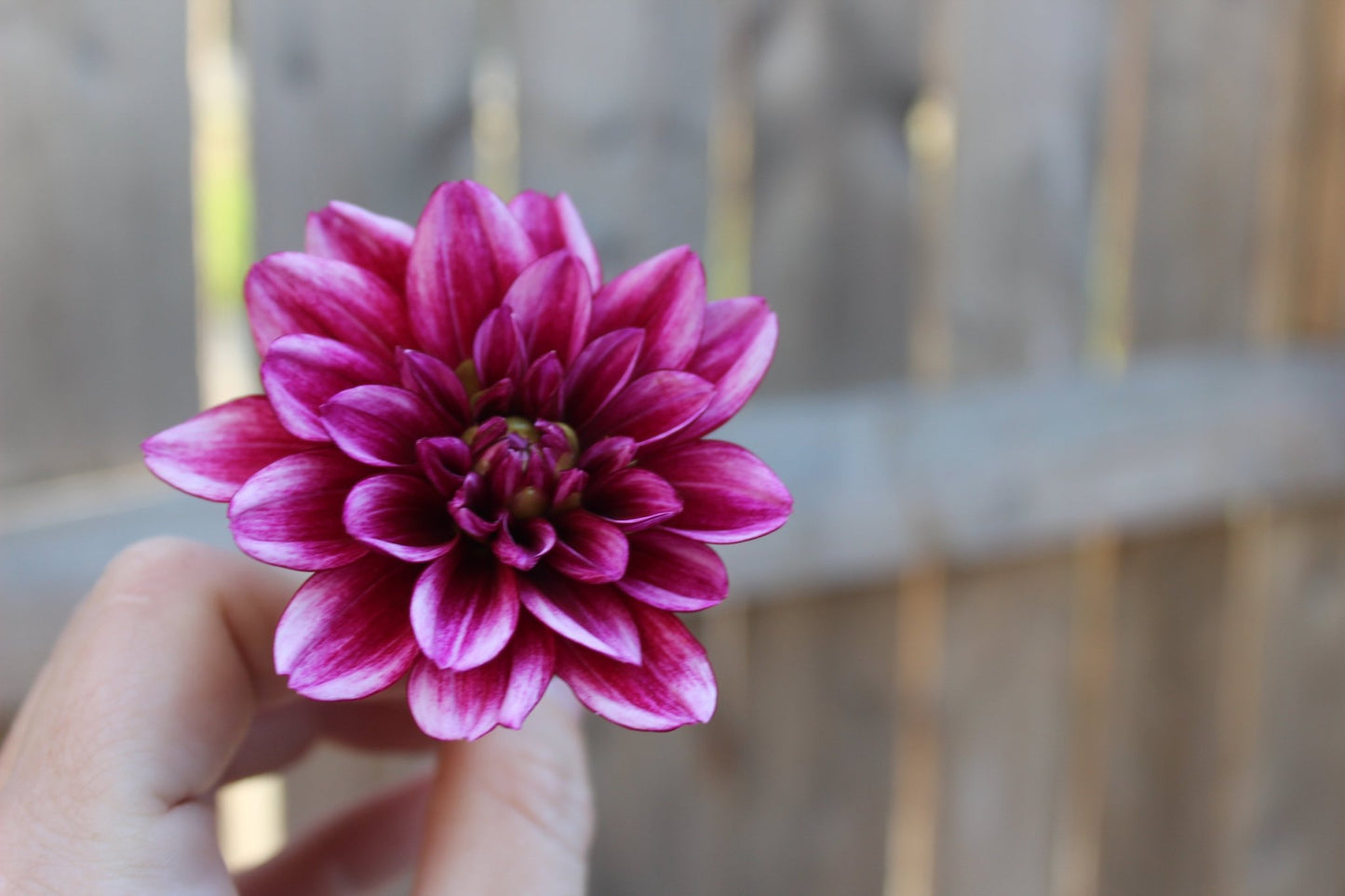 Asphasia - Freese Flower Farm