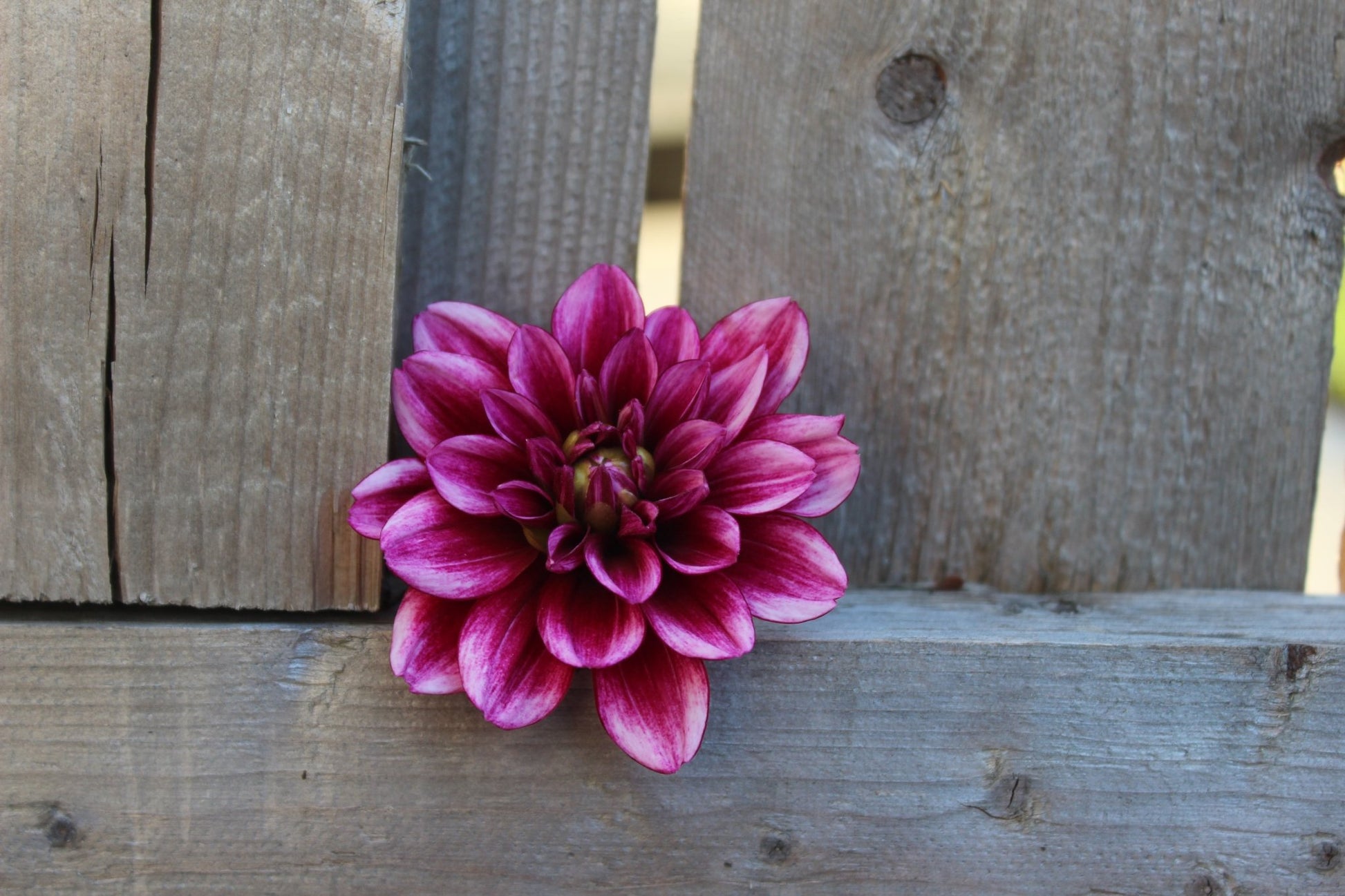 Asphasia - Freese Flower Farm