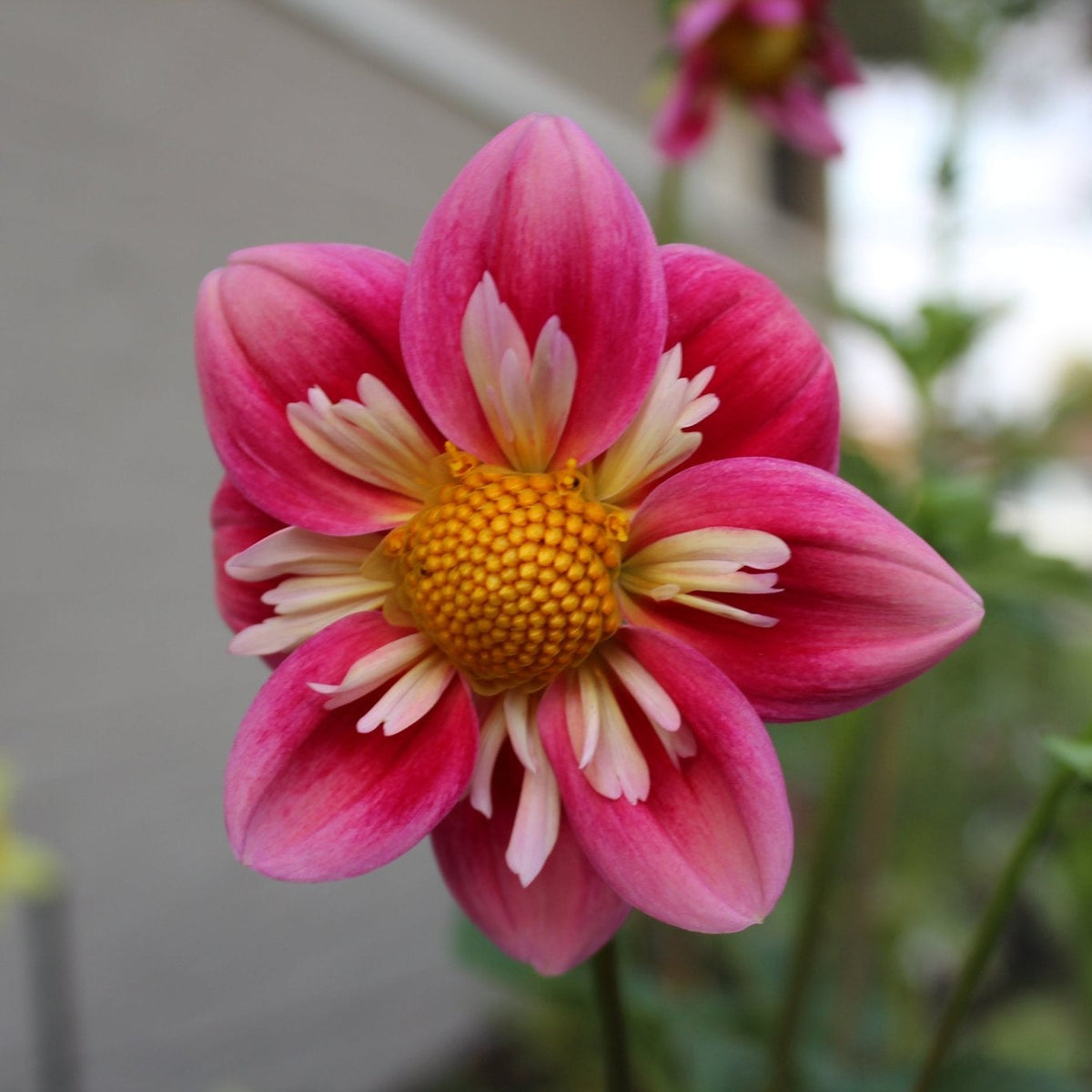 Asphire Janet - Freese Flower Farm