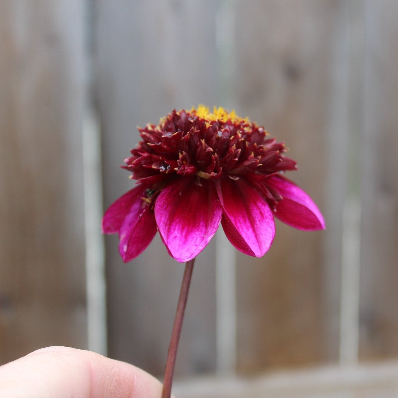 Aubergine - Freese Flower Farm