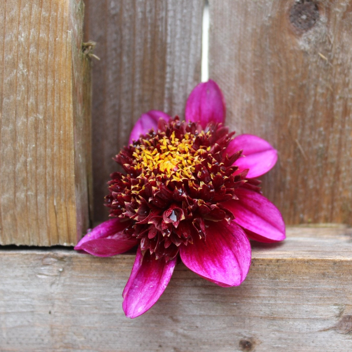 Aubergine - Freese Flower Farm