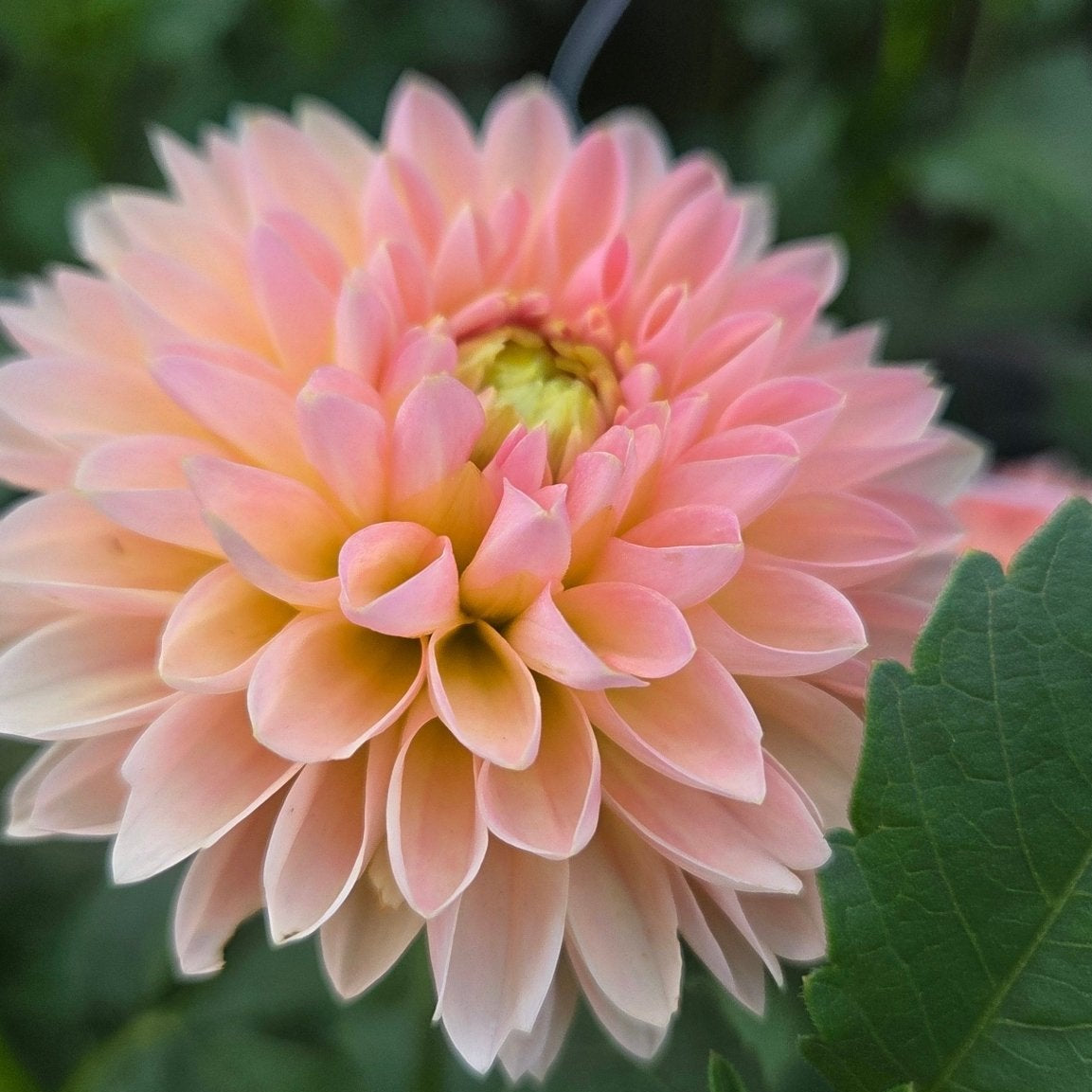 Barbery Dominion - Freese Flower Farm