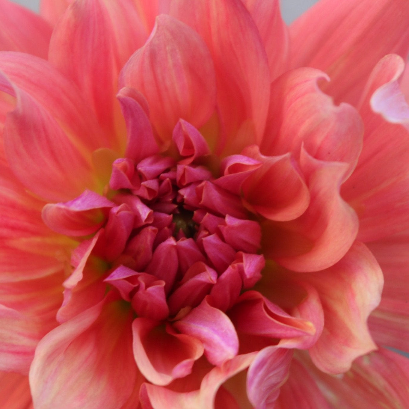 Belle of Bamera - Freese Flower Farm