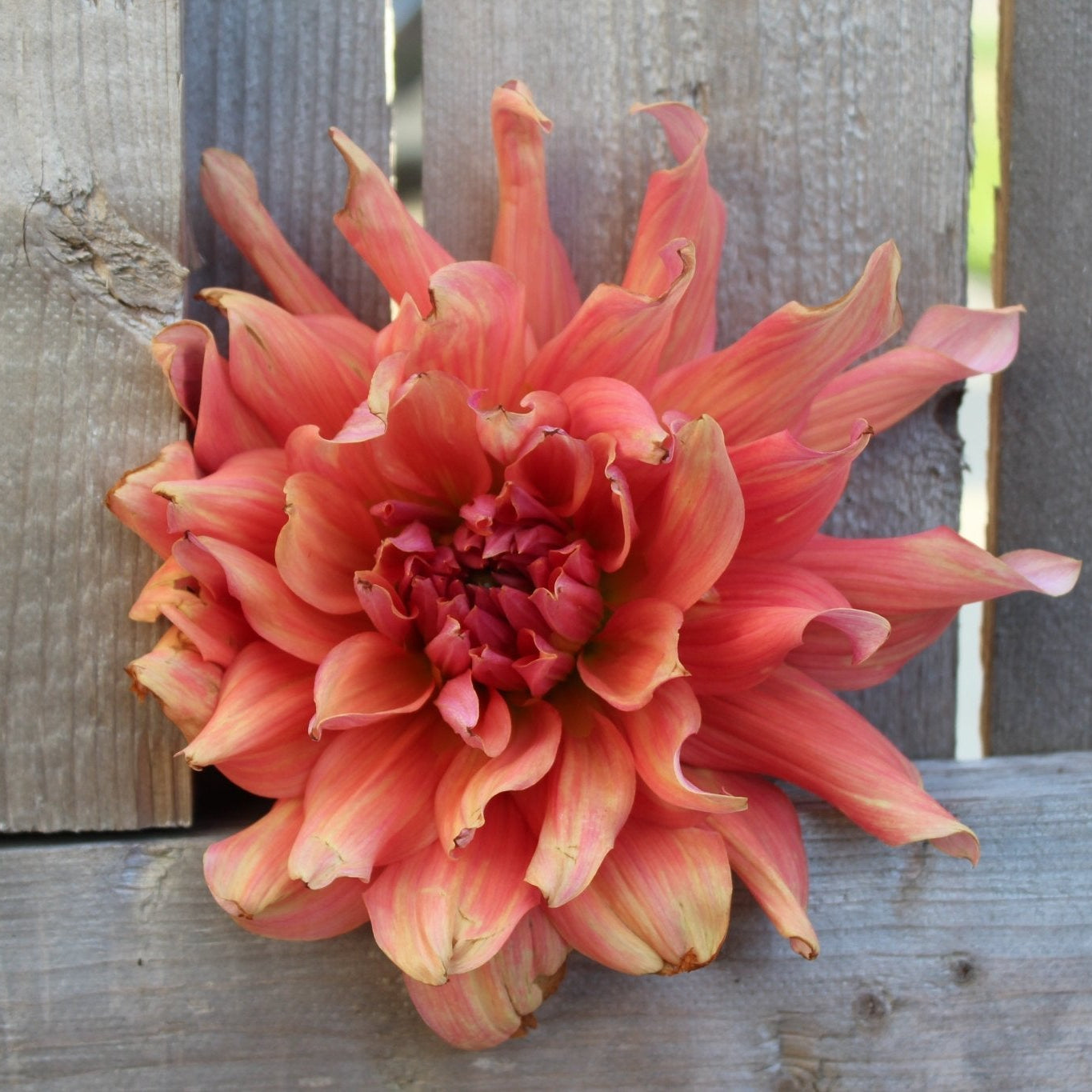 Belle of Bamera - Freese Flower Farm