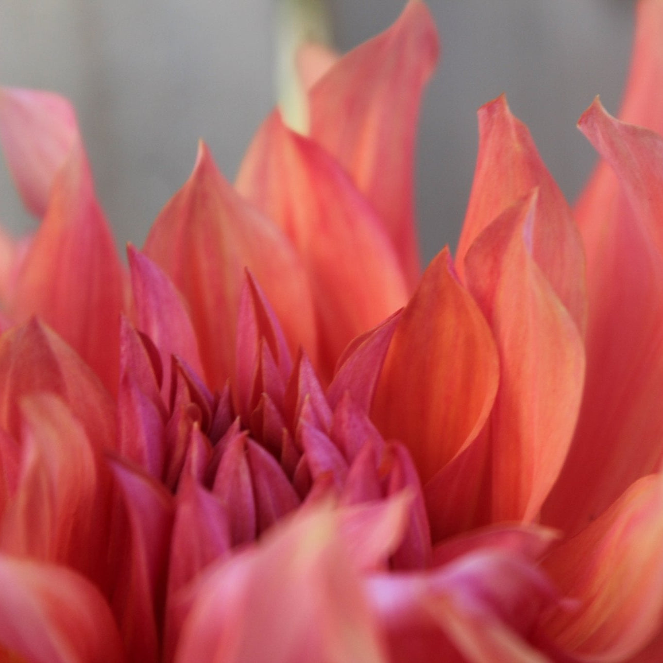 Belle of Bamera - Freese Flower Farm