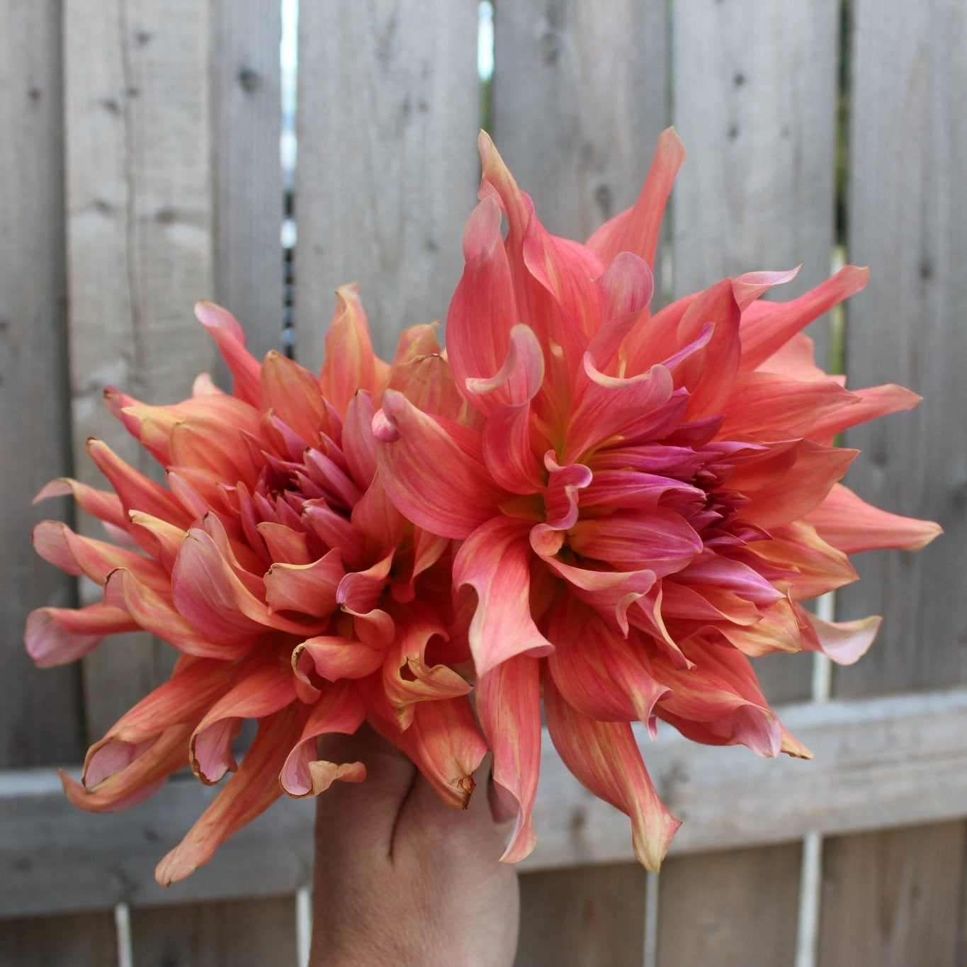 Belle of Bamera - Freese Flower Farm