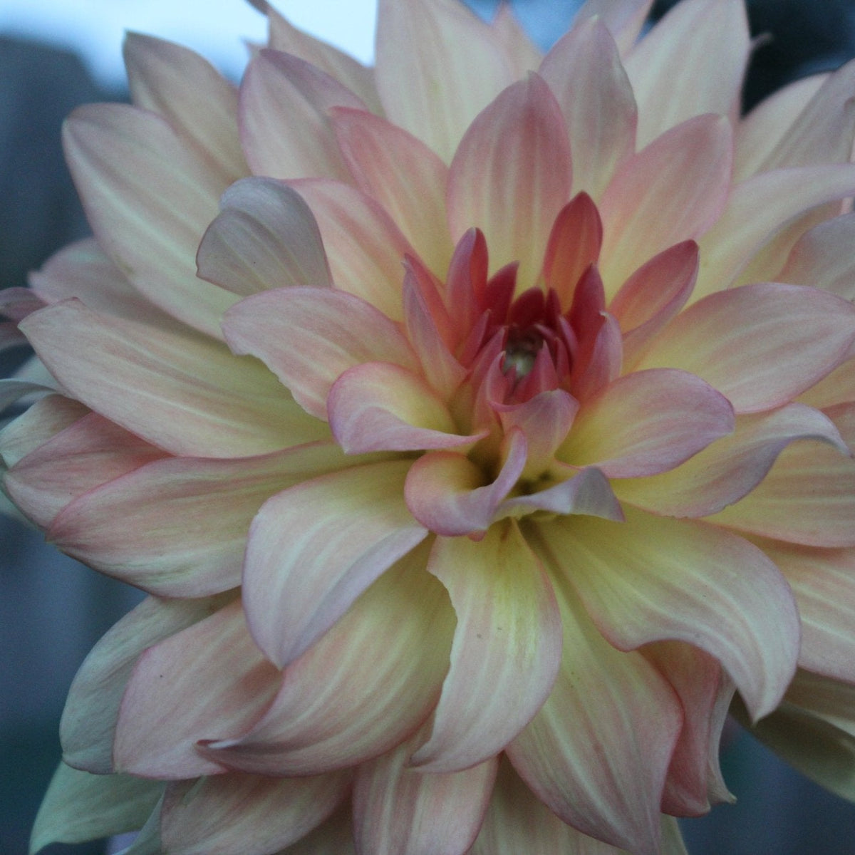 Burfoot Prosecco - Freese Flower Farm