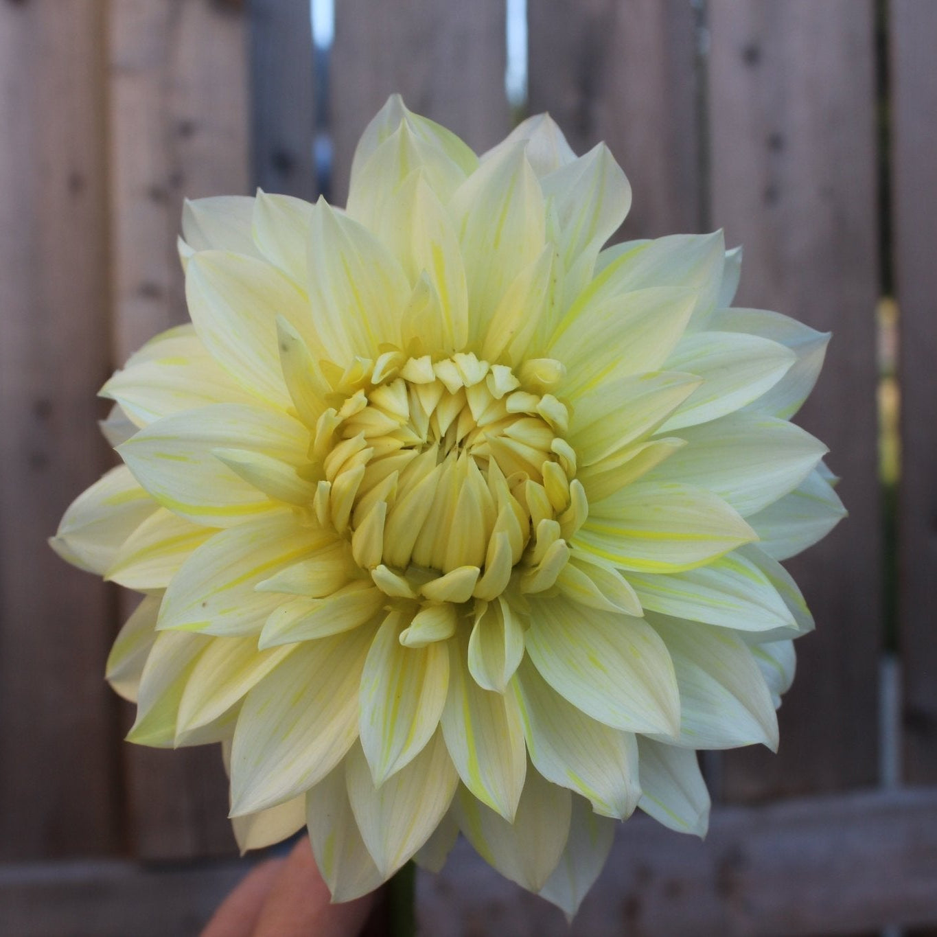 La Luna - Freese Flower Farm