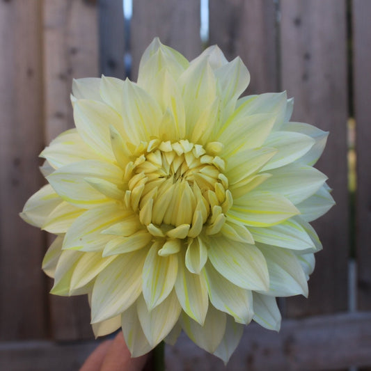 La Luna - Freese Flower Farm