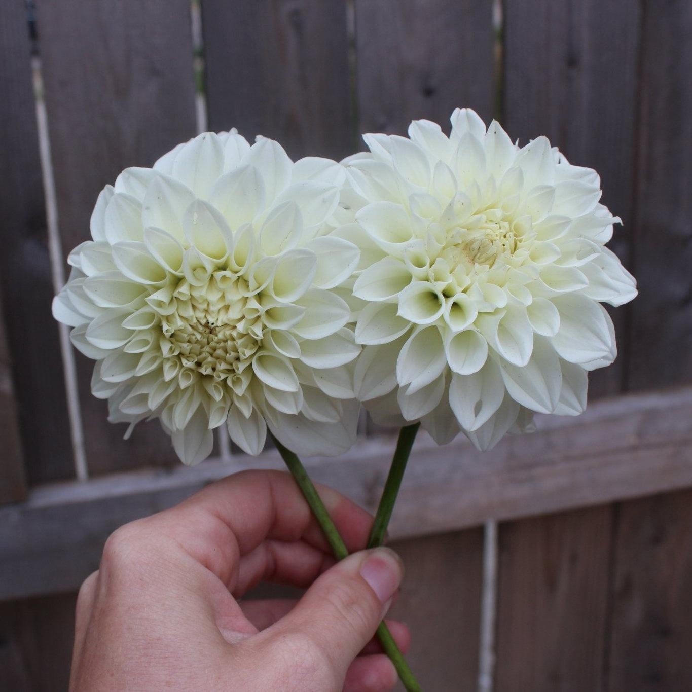 Blizzard - Freese Flower Farm